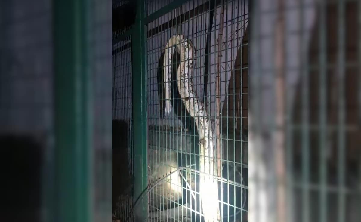 Giant Python Gets Into Power House In Lucknow, Causes Outage