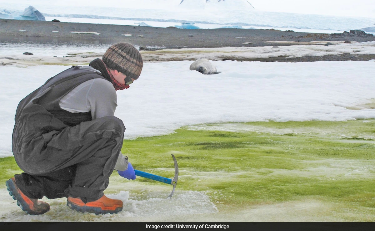 Antarctica Turning Green At An Alarming Rate, Says Study