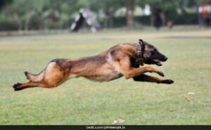 Army Dog Phantom Dies In Anti-Terror Op In Jammu And Kashmir