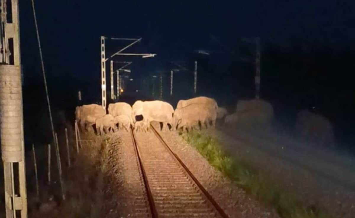 AI Safety System Stops Train As Elephants Cross Tracks In Assam